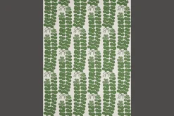 Tygprov Celotocaulis